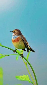 A Bluethroat, with its striking blue bib and orange chest, sits on a slender green branch and chirping against a blurred natural background, Bluethroat (Luscinia svecica) - singing bird