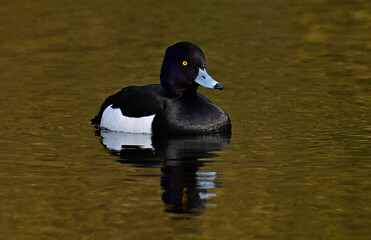 Reiherente - Männchen // Tufted duck - male (Aythya fuligula) - Baldeneysee, Essen, Deutschland