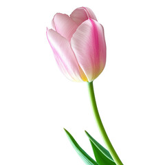 Pink tulip flower isolated on transparant background,single tulip,valentine.	