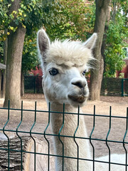 close up of a white alpaca with blue eyes