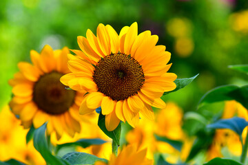 sunflower in the garden