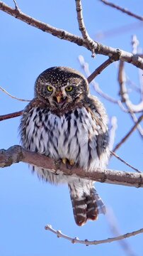 The Eurasian pygmy owl perched on a branch and looking straight into camera 