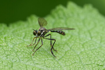 Closeup on the striped-legged robber fly Dioctria hyalipennis
