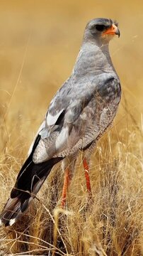 A Pale Chanting Goshawk with light gray plumage, a darker back, and a bright orange beak and legs stands against a blurred natural background, displaying its distinctive features and elegant posture.