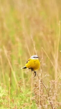 A Western Yellow Wagtail, with its bright yellow underparts and a gray back, perches on a thin branch against a blurred natural background and looking around 