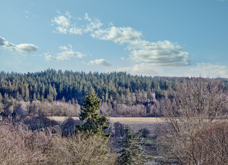 Landscape, forest and trees in countryside with clouds, field and sky in horizon. Woods, nature and outdoor environment with grass for travel, holiday or vacation destination for tourism in Denmark
