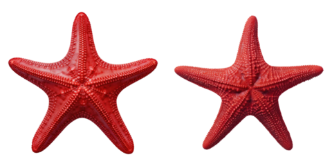 Red starfish isolated on transparent background, PNG, Set of