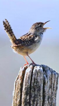 A small wren with brown, white, and black markings perches on a textured wooden post, singing with its beak wide open. The bird's upright posture and outstretched neck emphasize its vocalization