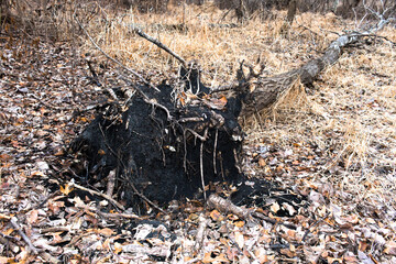uprooted fallen felled toppled tree with exposed roots fall winter nature leaves plant biology...