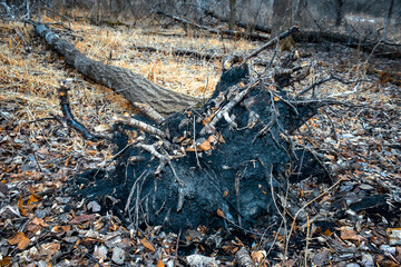 uprooted fallen felled toppled tree with exposed roots fall winter nature leaves nature plant biology rhizomes environment metaphor decline downfall background