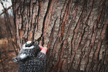 close-up of person with fingerless glove touching a majestic tree with peeling bark beautiful hygge nature texture appreciation aging journey ecology background