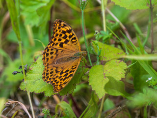 Silver-washed Fritillary. Wings Open.