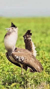A Kori Bustard, with its distinctive thick neck and patterned plumage, walking proudly in a grassy field, displaying its regal bearing