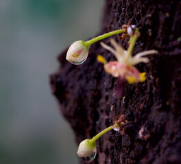 Macro photo of dew drops on the cocoa flower