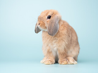 Cute baby holland lop rabbit sitting on green pastel background. Lovely action of young rabbit.