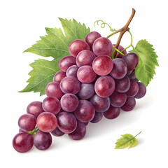 Fototapeta premium Grapes isolated in high resolution for organic produce art, culinary designs, and health-centric project, white background