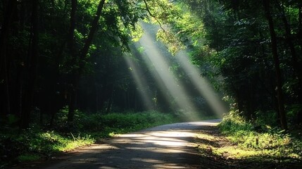 Obraz premium Serene forest pathway illuminated by sunlight filtering through lush green trees