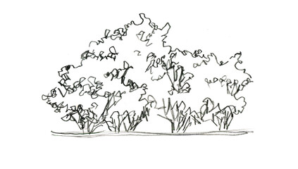 Hand drawn illustration of a tree on a white background, sketch © iuliiawhite