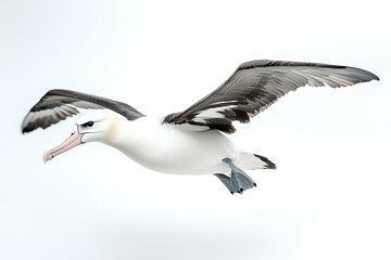 a albatross isolated on white background
