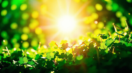 Bright background for Saint Patrick's Day theme. Green shamrocks shine in bright sunlight