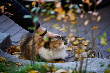 The hand strokes the cat in the garden