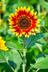 sunflower in the garden