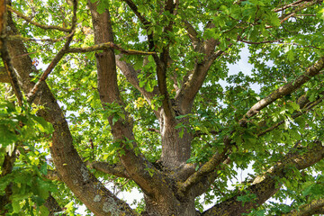 Oak trunk and branches with green leaves