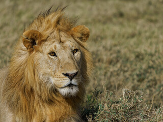 lion