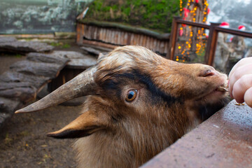 A billy goat in the pen raised its head and takes food from the hands of the owner. Feeding animals.