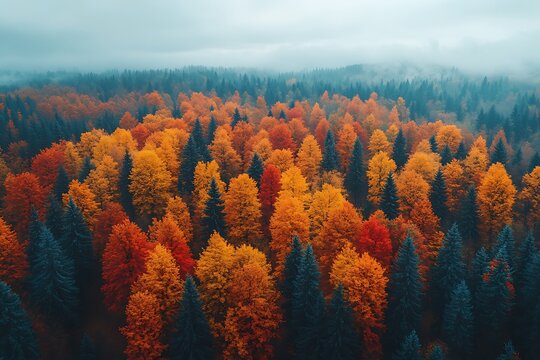 Aerial View of Autumn Forest Colorful Trees