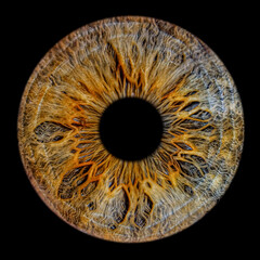 Close up of eye iris on black background, macro, photography.
Detailed human iris.