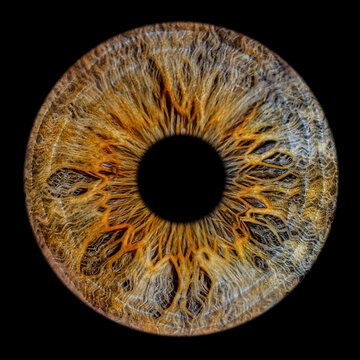 Close up of eye iris on black background, macro, photography.
Detailed human iris.