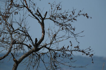 Arbre sans feuilles hiver