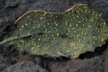 Sorrel or  Rust Fungus - Puccinia sp on underside of leaf
