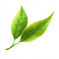 Obraz premium Two vibrant green leaves on a stem, isolated on white.