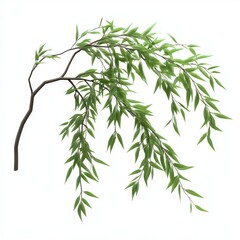 Obraz premium Weeping branch with vibrant green leaves against a white background.