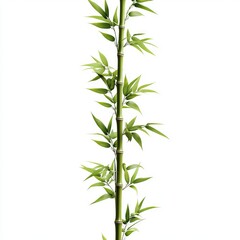 Fototapeta premium Single stalk of bamboo with lush green leaves.