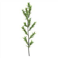 Single sprig of green foliage against a white background.