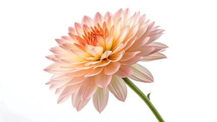 pink chrysanthemum isolated on white