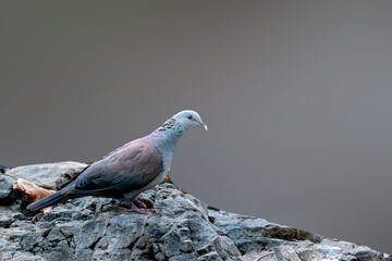 Nilgiris Wood Pigeon in the valley of Sinhagadh