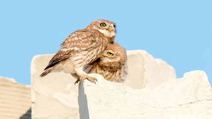 great horned owl
