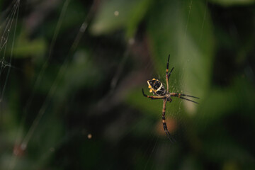 Sesion de insectos