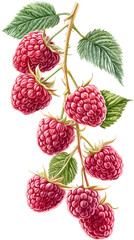 A vibrant raspberry design with smooth curves and strong, sharp edges, combining energy and elegance.