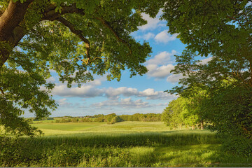 Naklejka premium Nature, trees and forest outdoor in countryside for sustainability, ecology and wild environment. Plants, greenery and eco friendly with landscape, growth or woods at destination in Denmark.