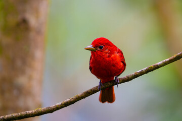 Piranga rubra, Summer Tanager, winters in Central and North South America