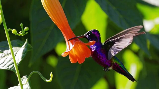 hummingbird sipping nectar from a trumpet-shaped flower