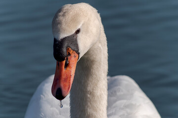Portrait of swan on the lake