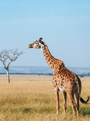 giraffe chewing on vegetation in Serengeti, Tanzania. 