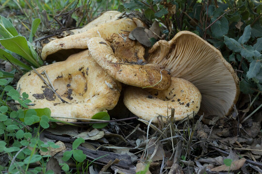 fungoRufous milkcap mushroom and dead leaves in grass during autumn Lactarius sp. Sardinia, Italy.