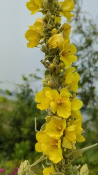 Mullein (Verbascum thapsus), known as common mullein, is a plant with a long history of many uses, particularly for respiratory ailments, and is sometimes used in teas or oils in traditional medicine 